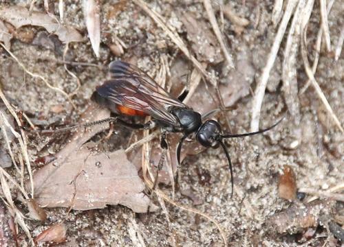 Cryptocheilus notatus